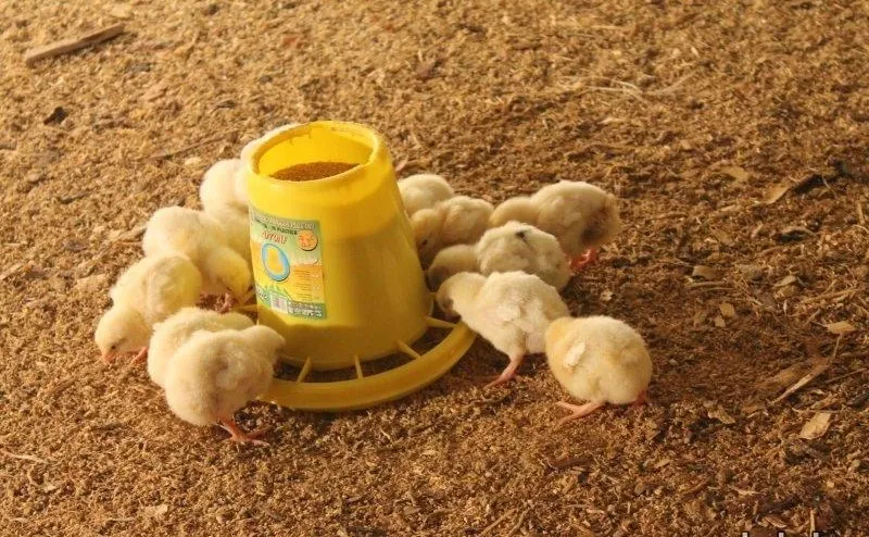 Комбикорм для цыплят с первых дней жизни